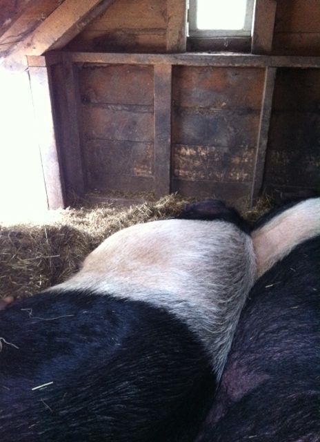 And finally, just because they're so stinkin' cute, Jennifer's pet piggies! (They each way about 700 pounds!)